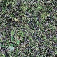 High Resolution Seamless Grass Texture 0001